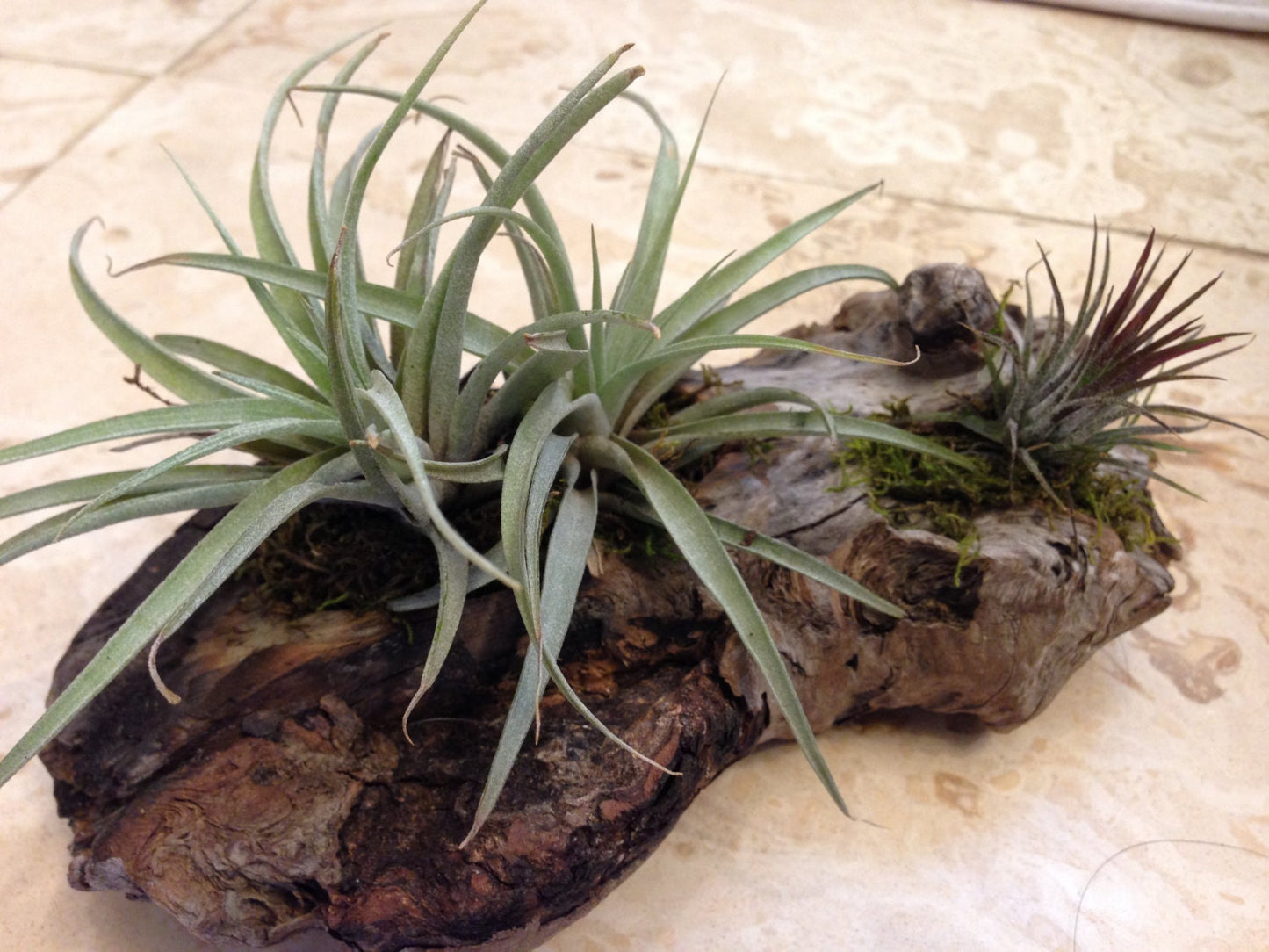 Air plant Tillandsia with Driftwood from the majestic shores of the pacific northwest