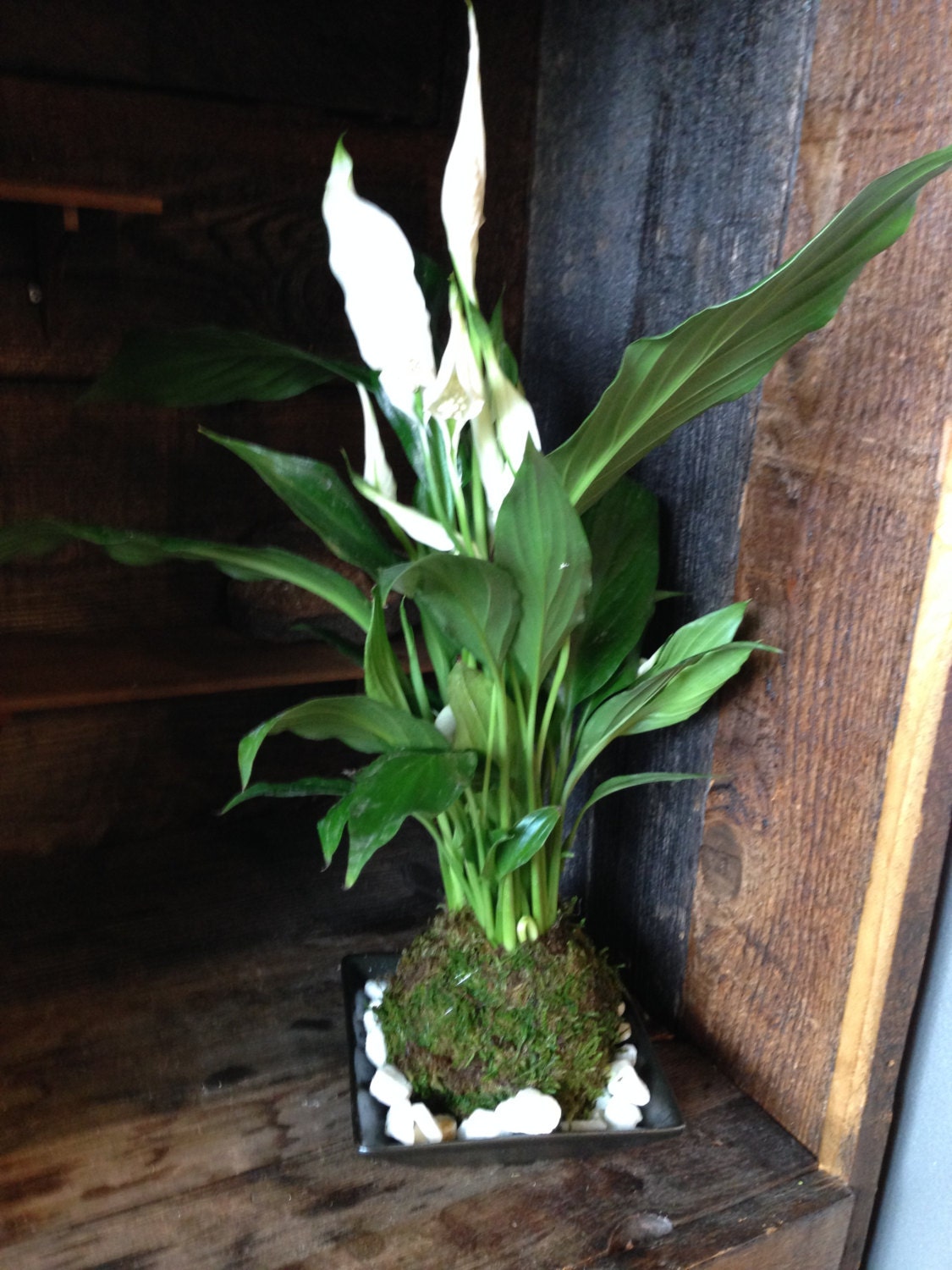 Spathy phyllum, Beautiful white Peace lily Kokedama - Moss ball.