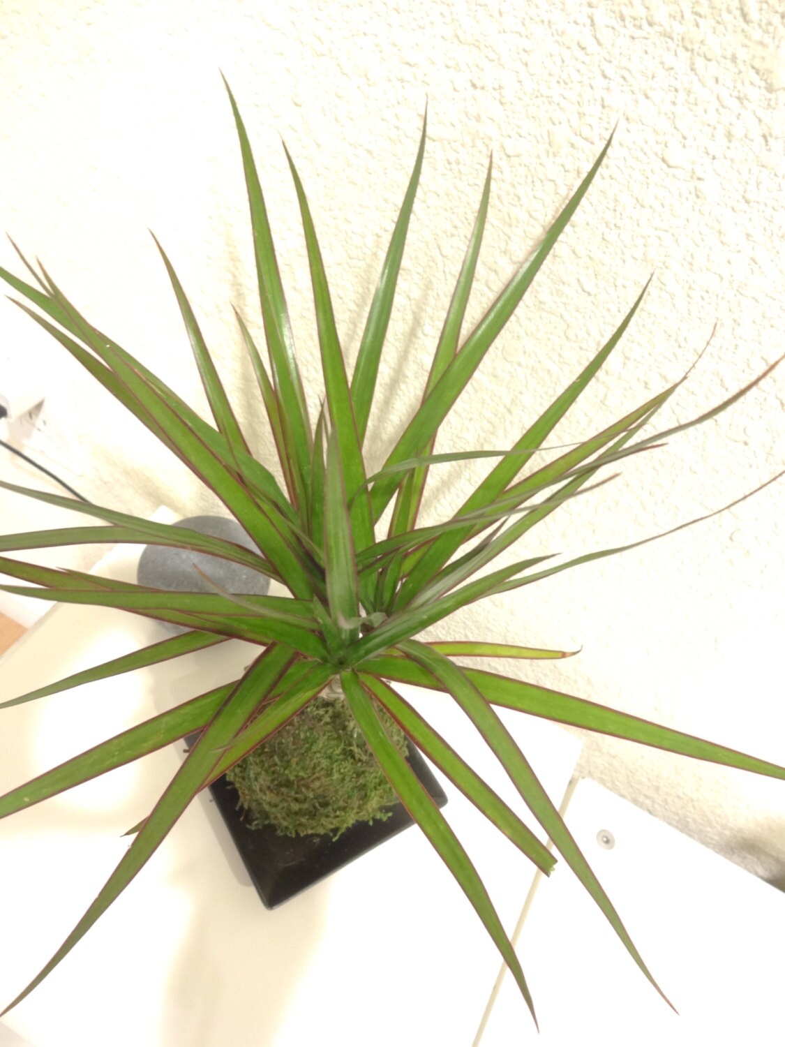 Dracaena Marginata Kokedama - Popular plant- last long. Low light is ok! Good indoor plant.