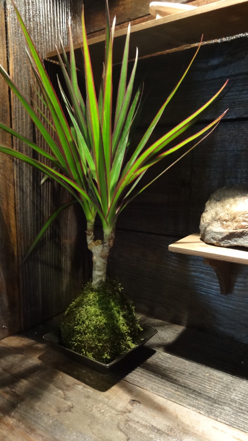 Dracaena Marginata Kokedama - Popular plant- last long. Low light is ok! Good indoor plant.