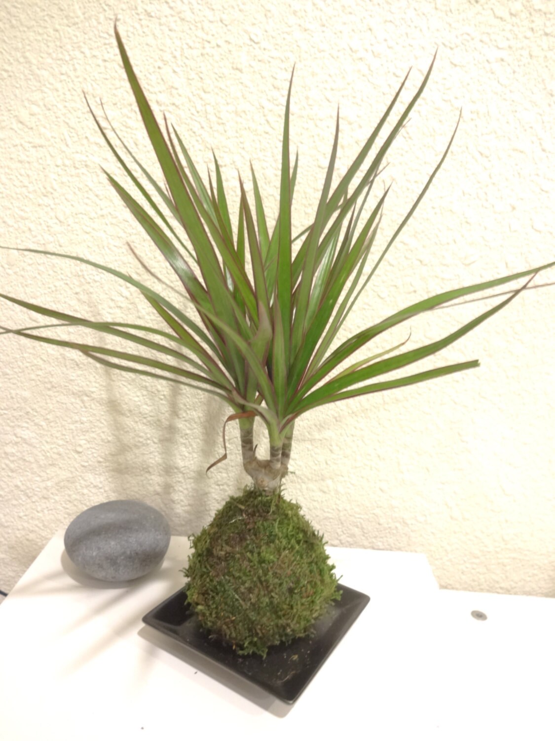 Dracaena Marginata Kokedama - Popular plant- last long. Low light is ok! Good indoor plant.