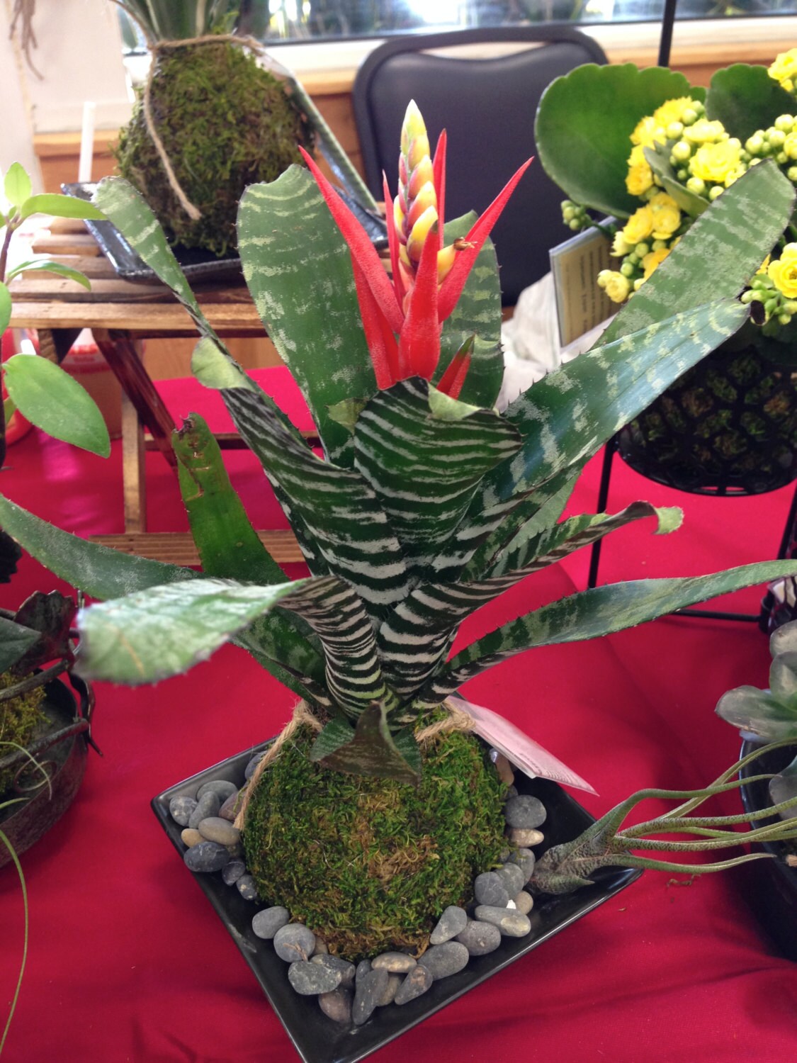 Kokedama - Moss ball with exotic Bromeliad Aechmea Rebecca!