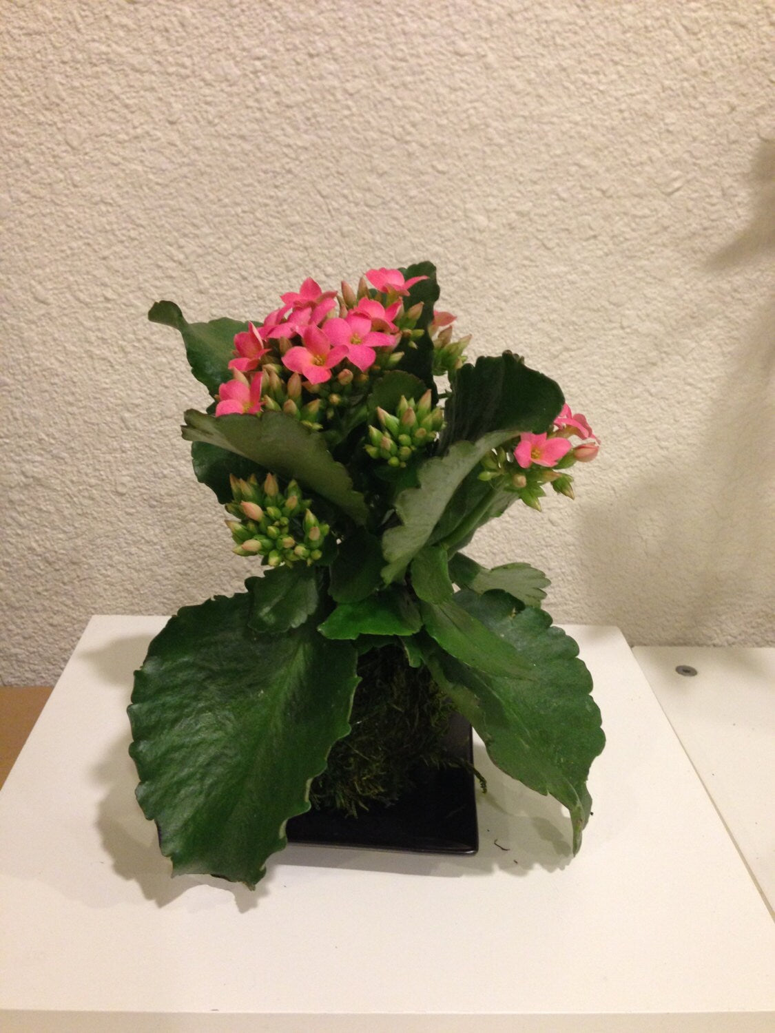 Medium size Kalanchoe Kokedama - Moss ball with blooming flower with many new buds!