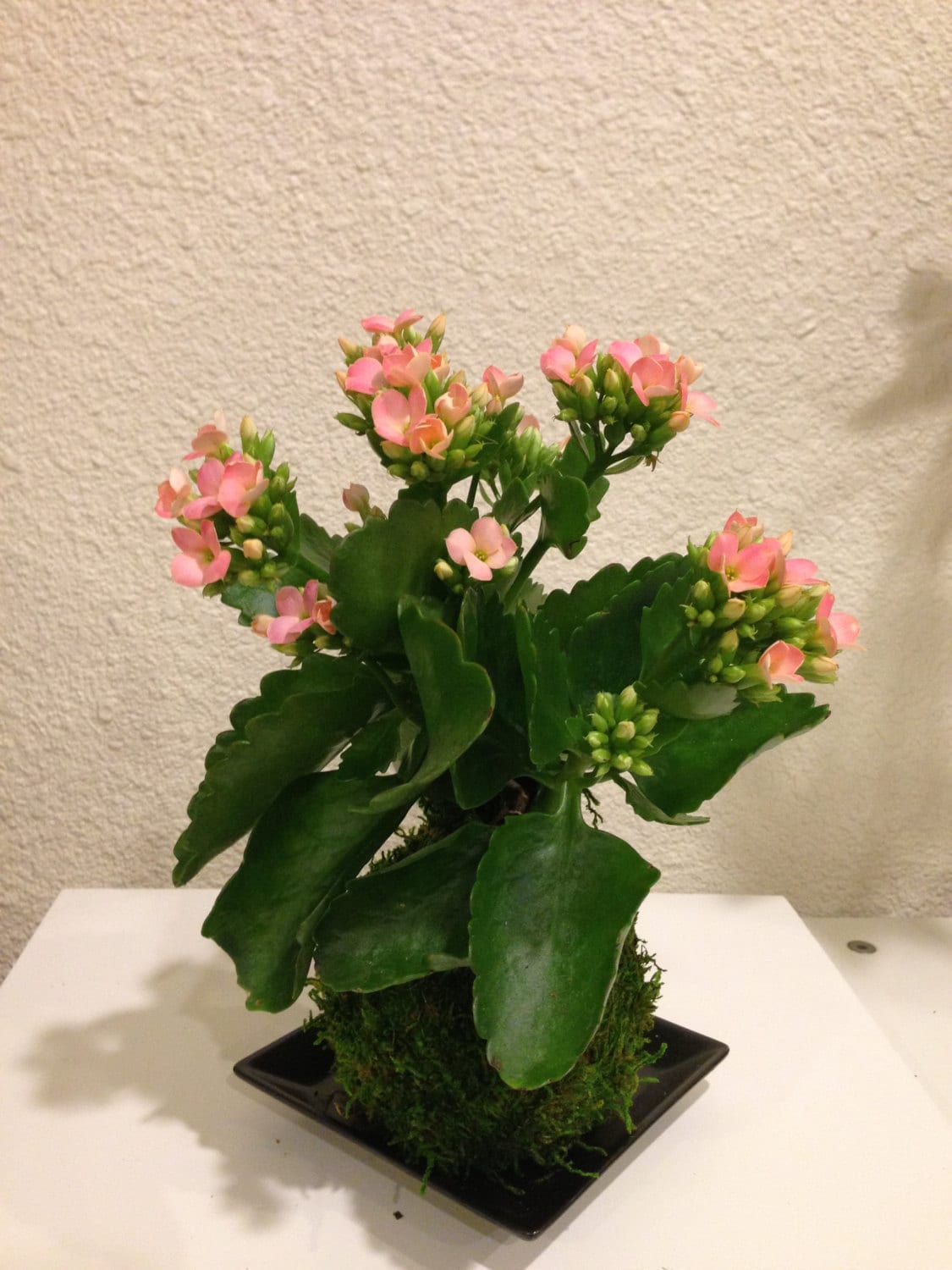 Medium size Kalanchoe Kokedama - Moss ball with blooming flower with many new buds!