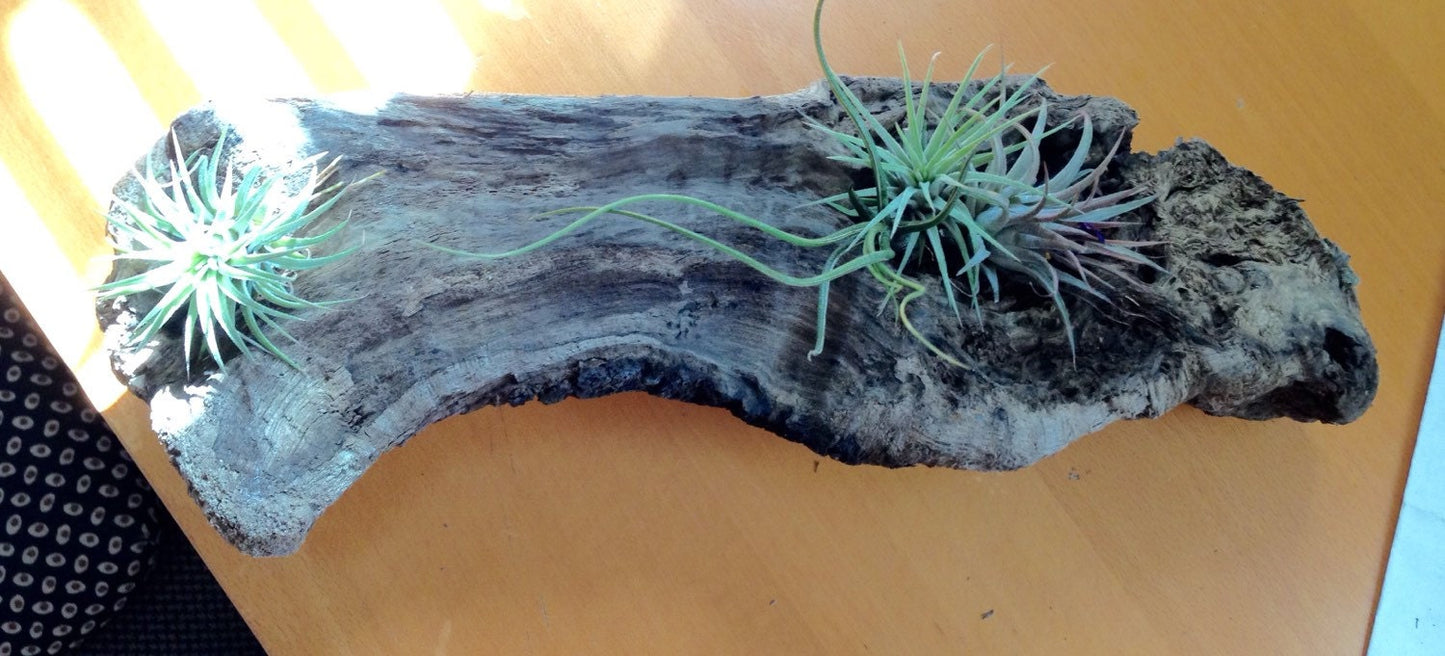 Air plant Tillandsia with Driftwood from the majestic shores of the pacific northwest