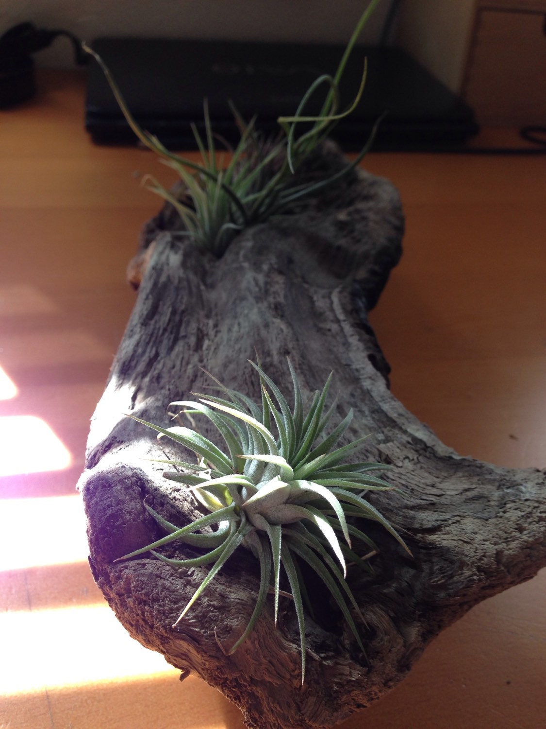 Air plant Tillandsia with Driftwood from the majestic shores of the pacific northwest