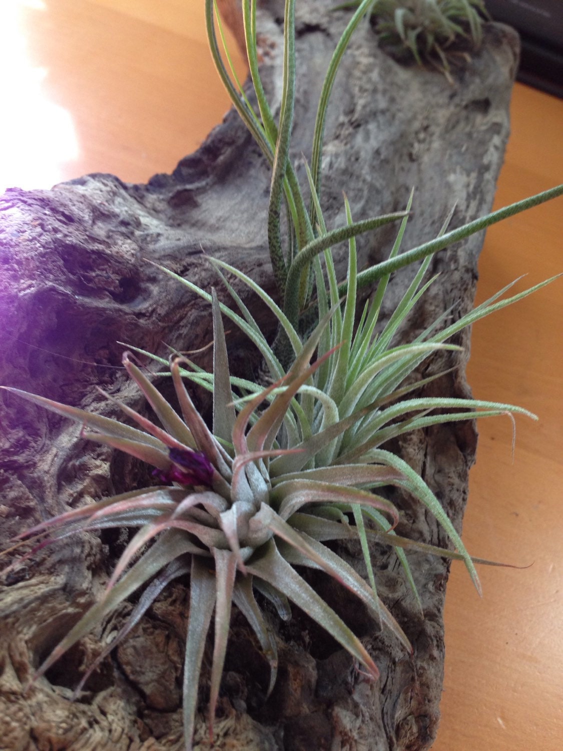 Air plant Tillandsia with Driftwood from the majestic shores of the pacific northwest