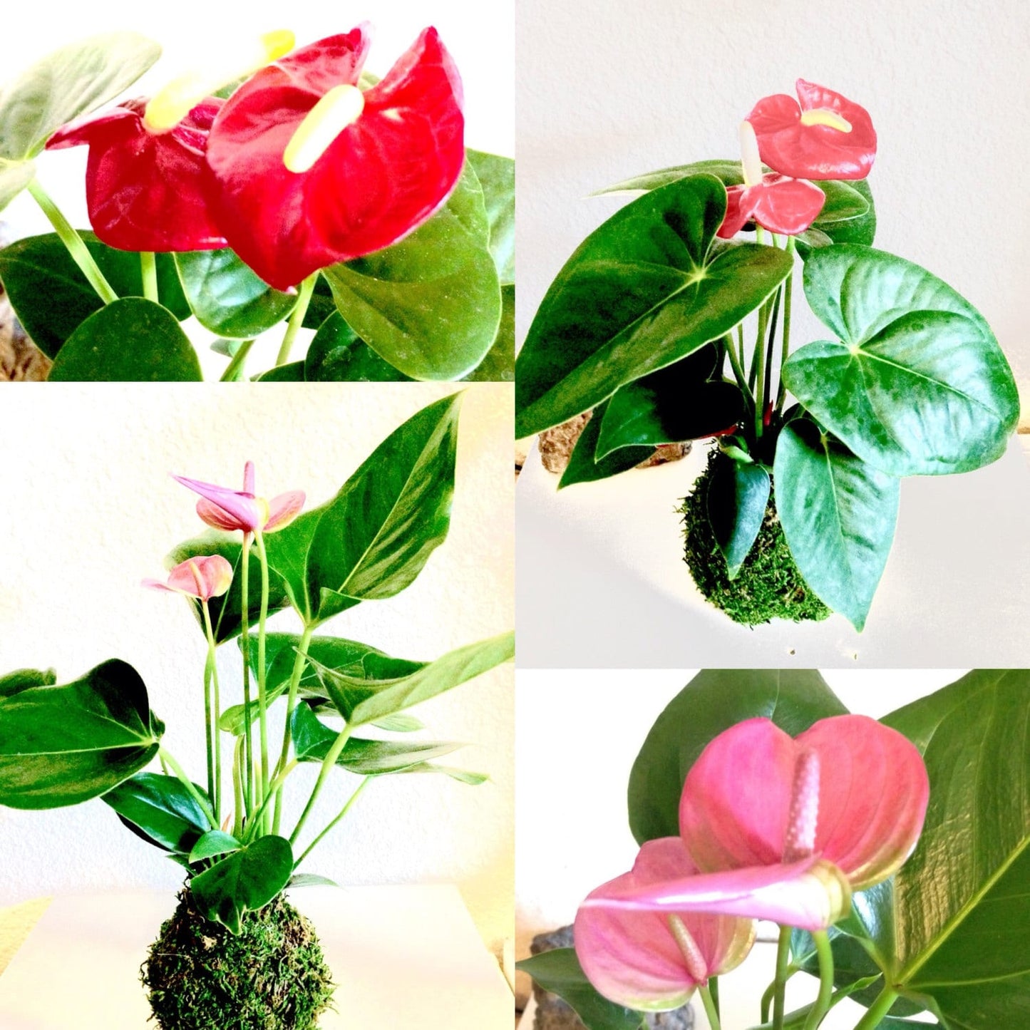 Pink (purple) Anthurium Kokedama - Bonsai Moss Ball, anthrium, beautiful soft purple color. Peaceful, healing, filles with love gift.
