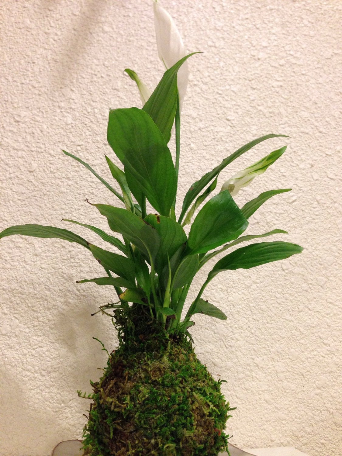 Spathy phyllum, Beautiful white Peace lily Kokedama - Moss ball.