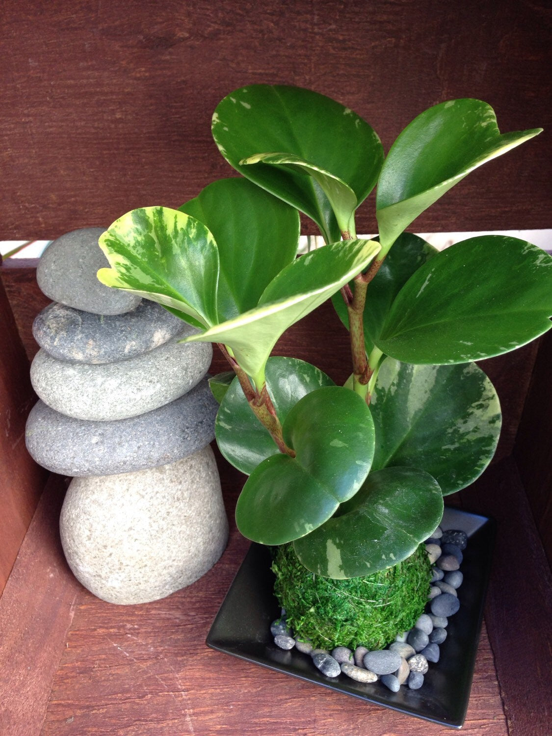 Peperomia variegated Kokedama, Japanese traditional indoor moss ball garden