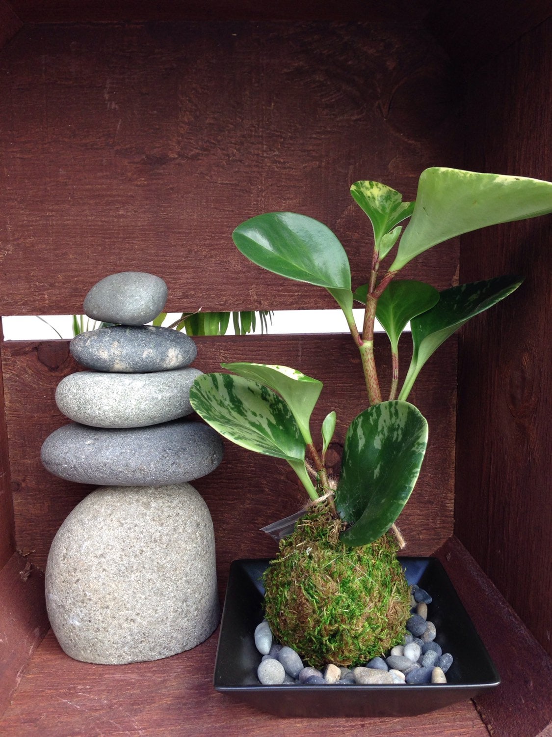 Peperomia variegated Kokedama, Japanese traditional indoor moss ball garden