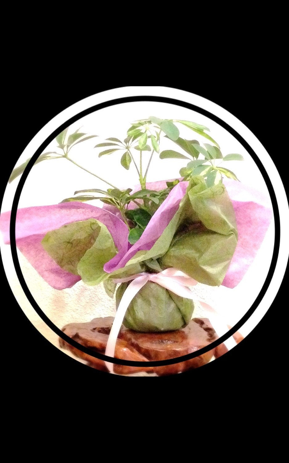 Gift wrapping with for your purchased Kokedama  (Only with Kokedama purchase)