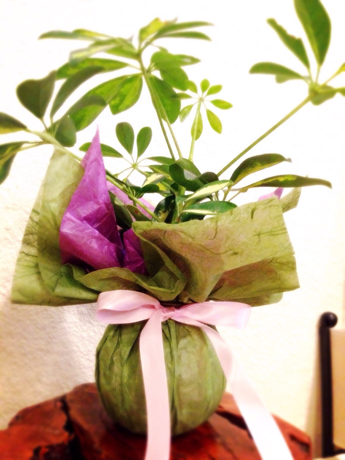 Gift wrapping with for your purchased Kokedama  (Only with Kokedama purchase)