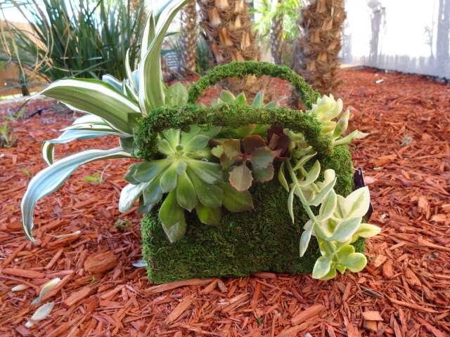 Deco Purse - Fresh Green Moss Basket!  Create your own moss basket garden.