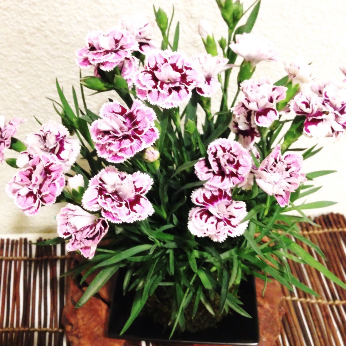 Carnation Kokedama - Moss ball with beautiful color carnation. Best gift for Mother's Day! Lots of new buds keep blooming!