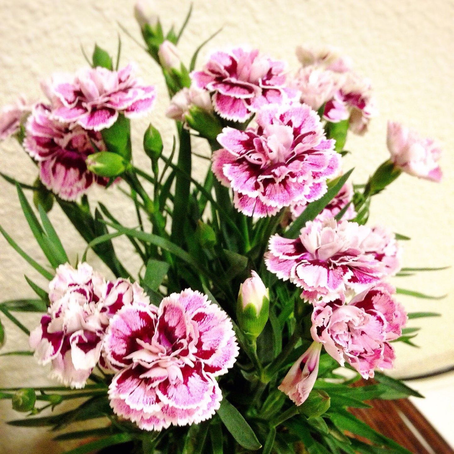 Carnation Kokedama - Moss ball with beautiful color carnation. Best gift for Mother's Day! Lots of new buds keep blooming!
