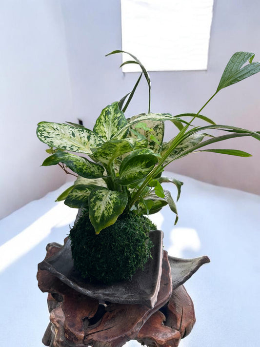 Dieffenbachia Camile arranged kokedama, mossball, Japanese traditional indoor garden technique.