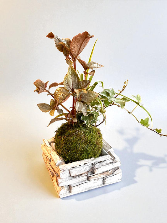 White Painted Wooden Square Plant Saucer – 6" x 6"