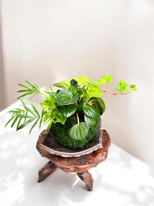 Ripple peperomia arranged Kokedama , Japanese traditional indoor moss ball garden