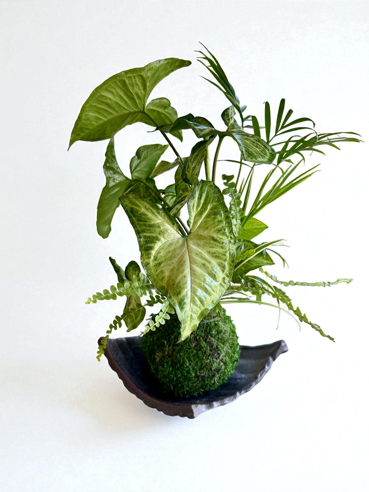Arranged Kokedama with White-butterfly (Syngonium) Japanese traditional indoor moss ball garden