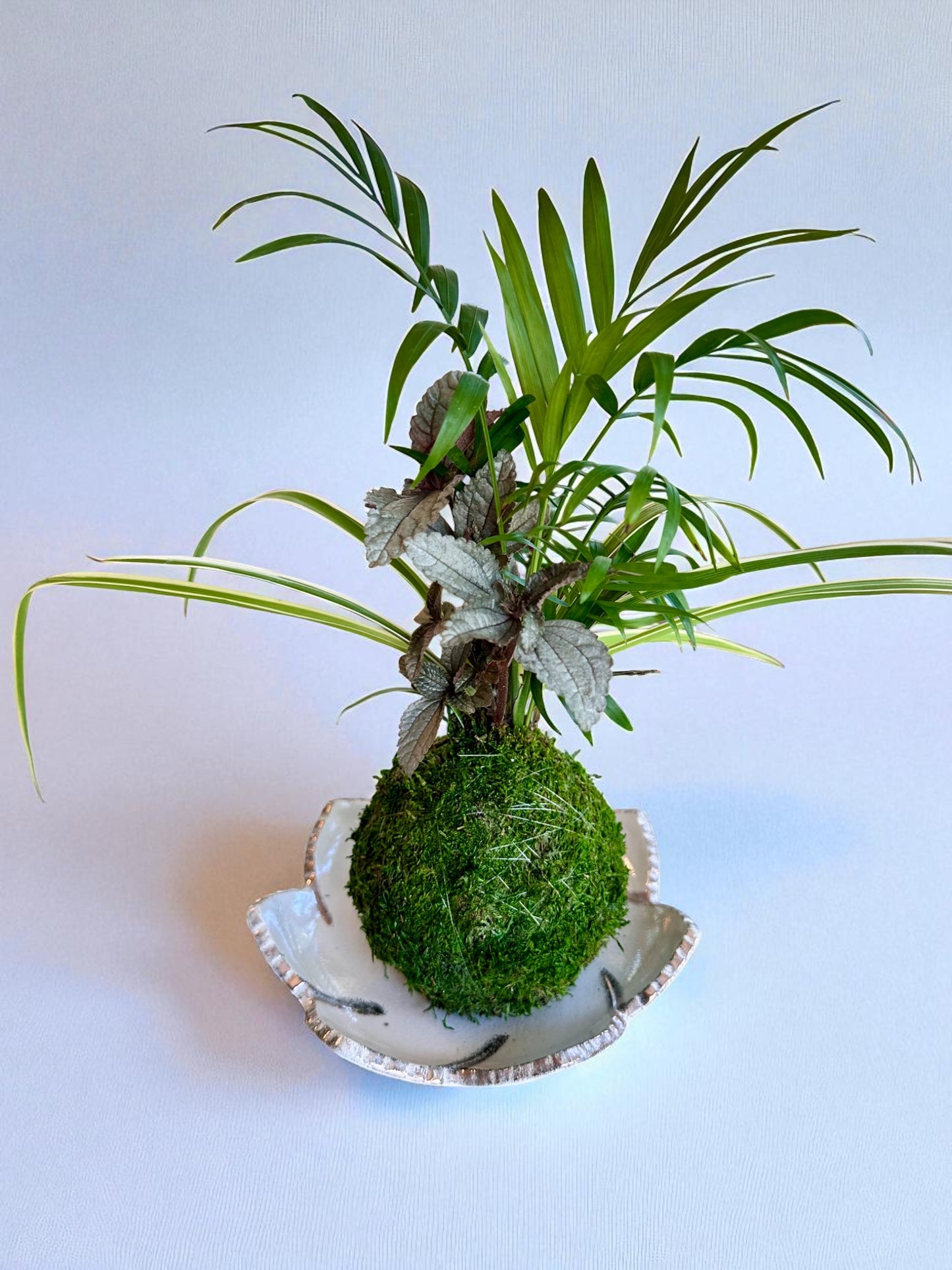 Arranged Kokedama with Silver Cloud Friendship Plant-Pilea pubescens liebmannii. Japanese traditional indoor moss ball garden