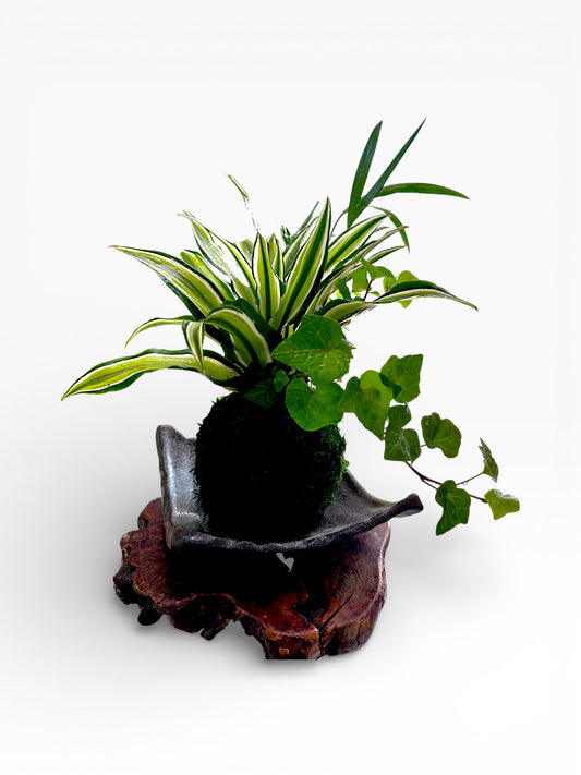 Dracaena deremensis 'Warneckii' arranged Kokedama