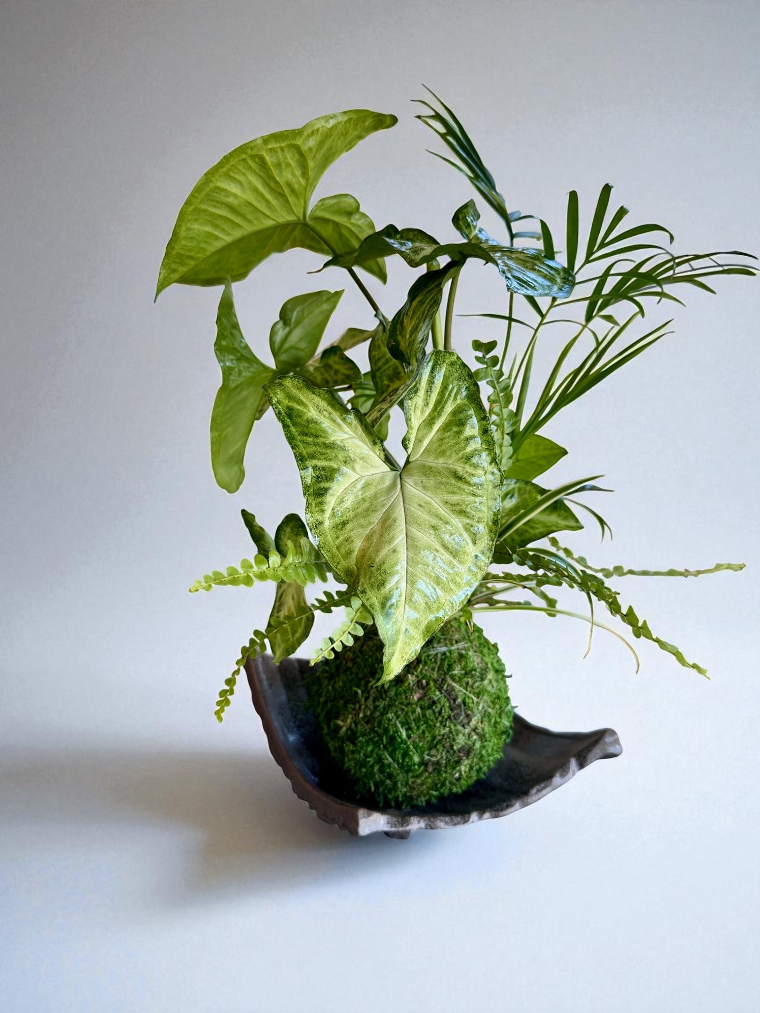 kokedama indoor plants Arranged Kokedama with White-butterfly (Syngonium) Japanese traditional indoor moss ball garden