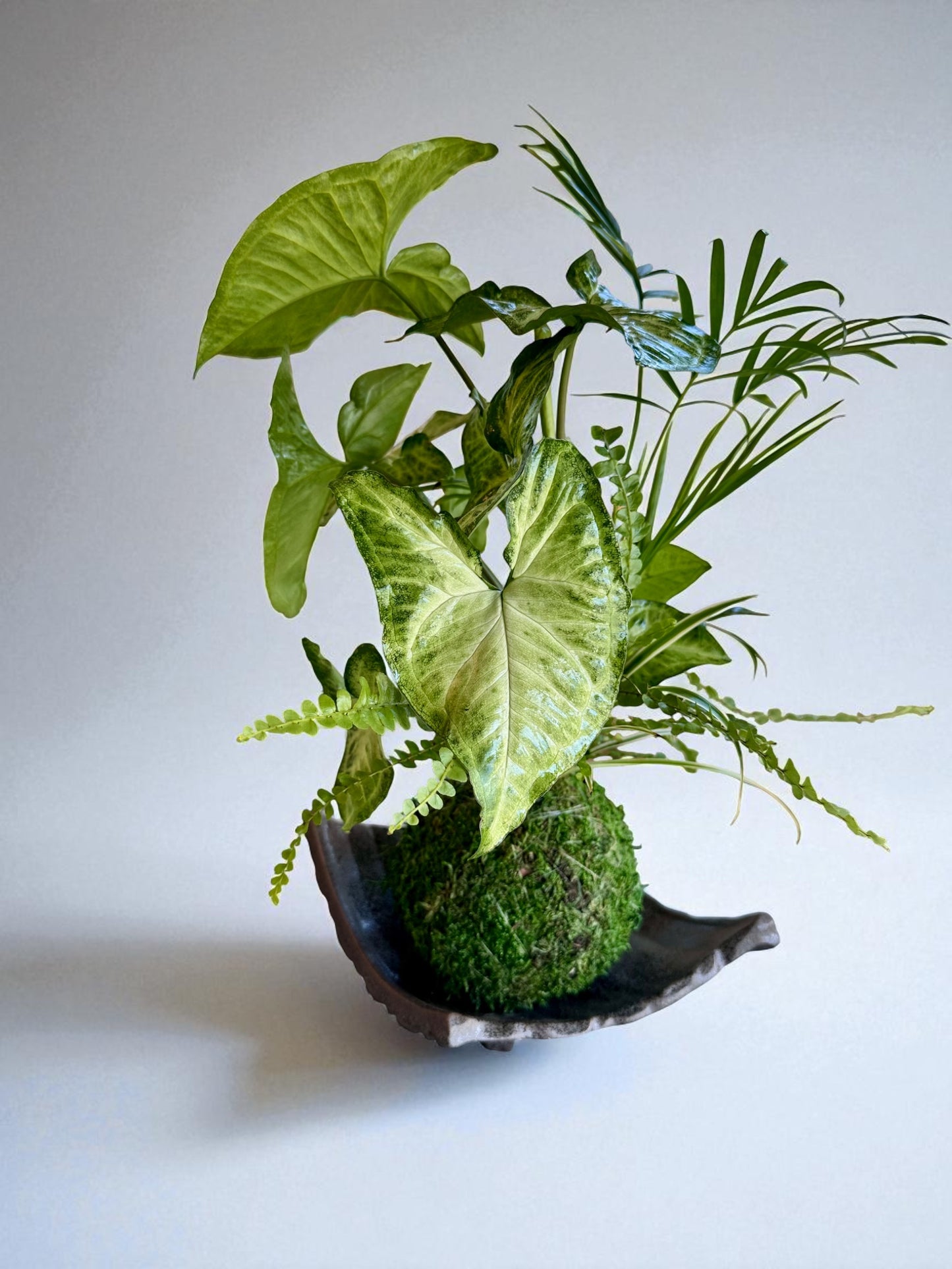 Arranged Kokedama with White-butterfly (Syngonium) Japanese traditional indoor moss ball garden