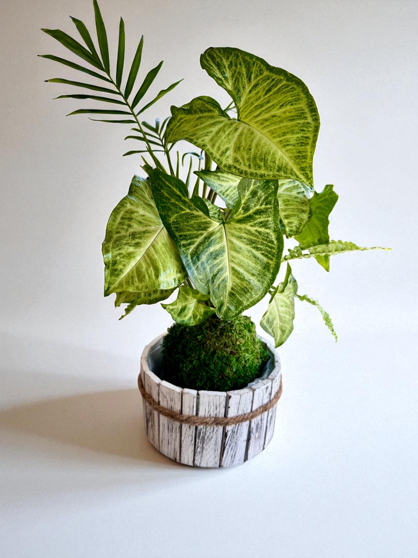 Arranged Kokedama with White-butterfly (Syngonium) Japanese traditional indoor moss ball garden