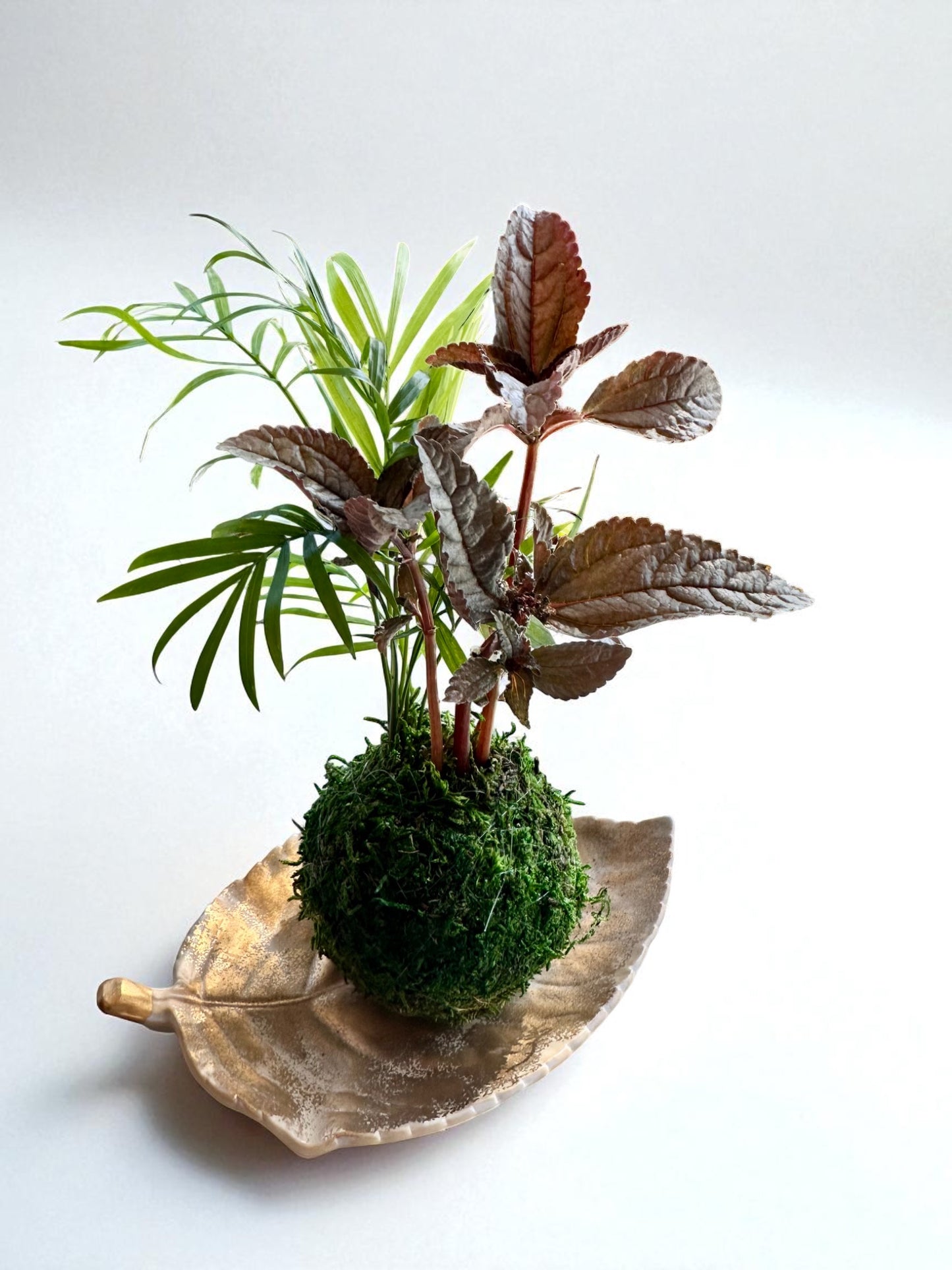 Arranged Kokedama with Silver Cloud Friendship Plant-Pilea pubescens liebmannii. Japanese traditional indoor moss ball garden