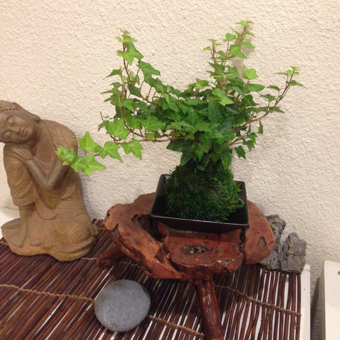 Ivy Kokedama - Moss ball, Looks great with hanging!