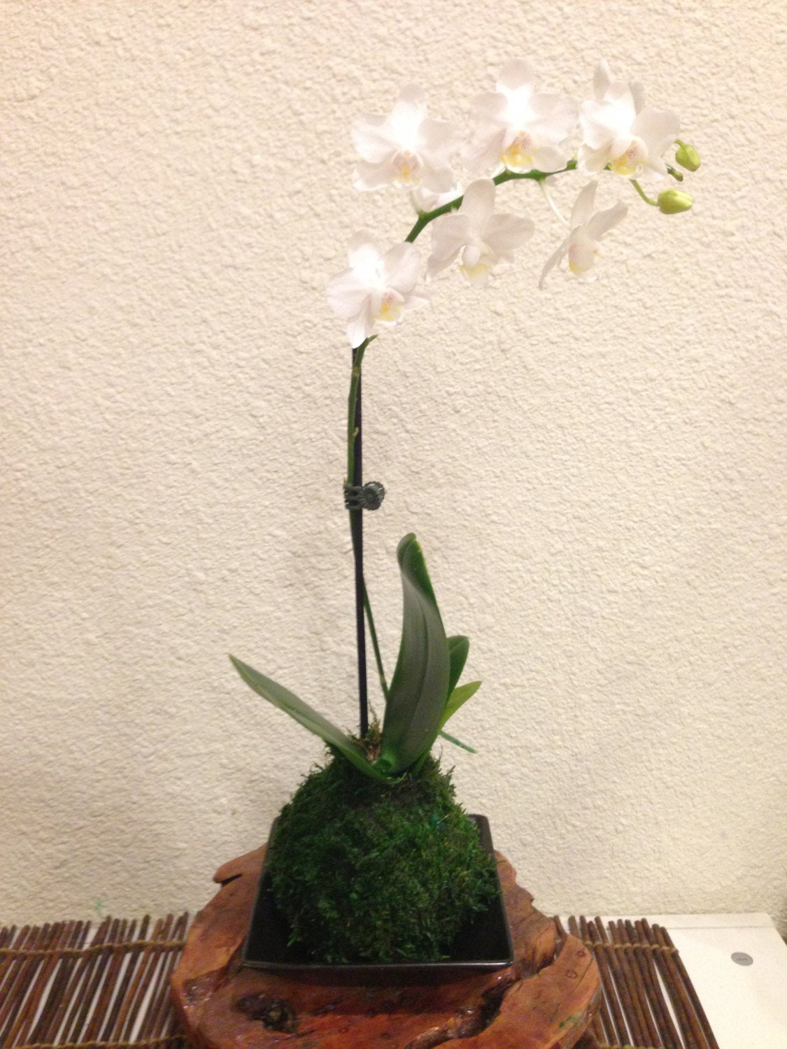 White Orchid Kokedama! Great gift for Mother's day, Birthday, House warming, you name it!