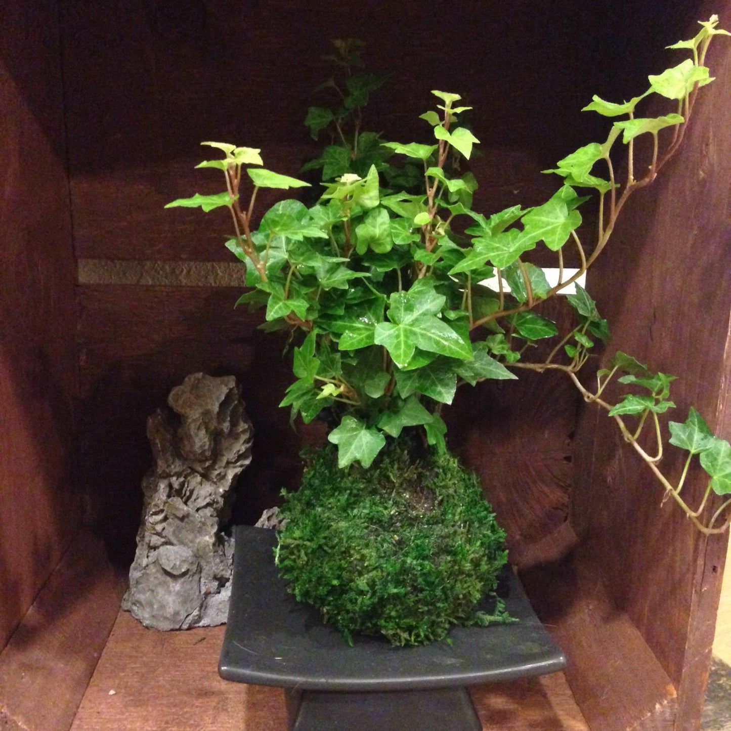 Ivy Kokedama - Moss ball, Looks great with hanging!