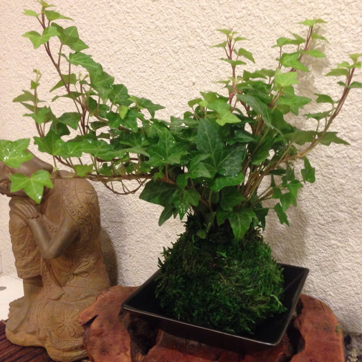 Ivy Kokedama - Moss ball, Looks great with hanging!