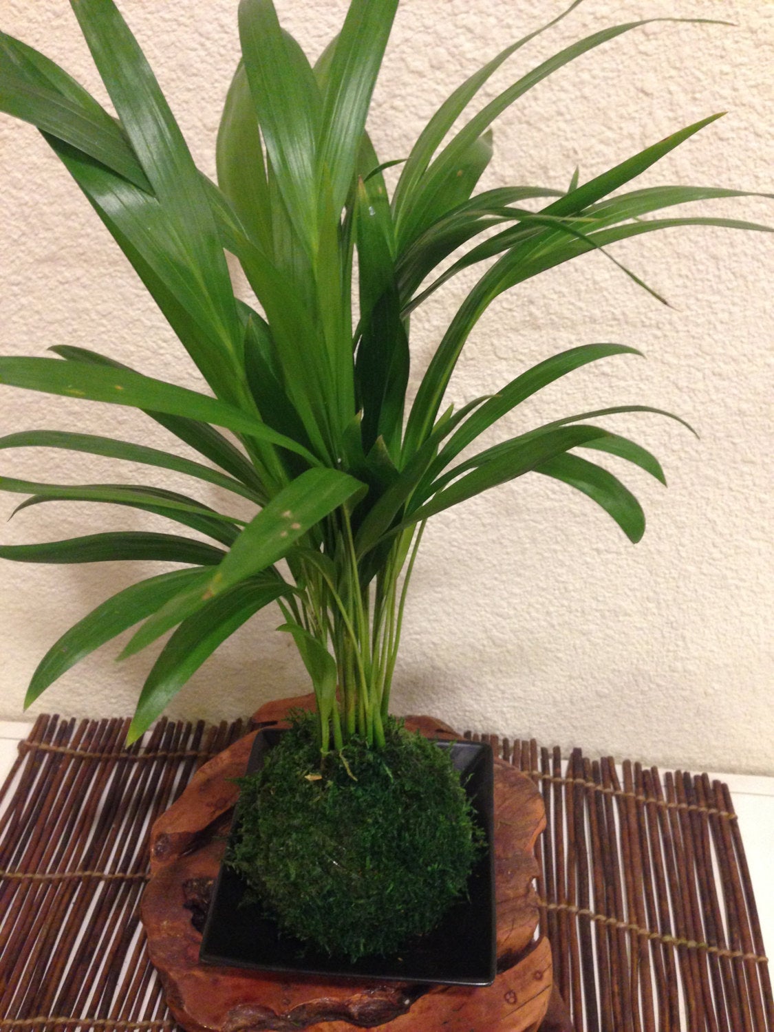 Maya Palm Kokedama, easy care, long lasting.