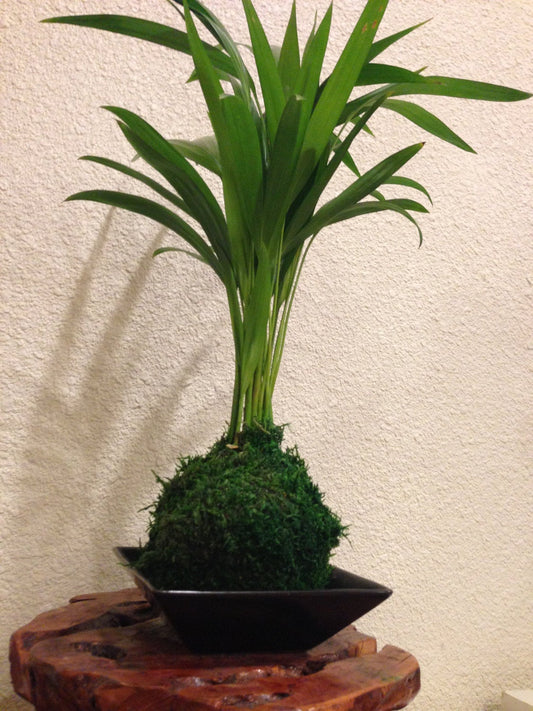 Maya Palm Kokedama, easy care, long lasting.