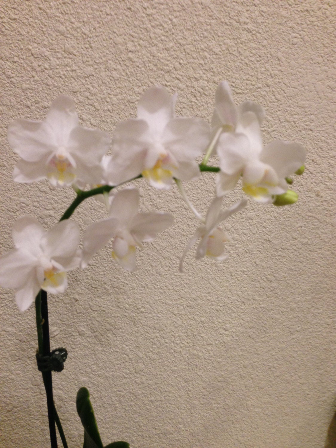 White Orchid Kokedama! Great gift for Mother's day, Birthday, House warming, you name it!