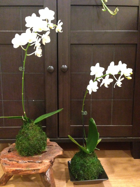 Kokedama - Moss ball with beautiful mini orchid(white). Great gift idea for Mother's day!