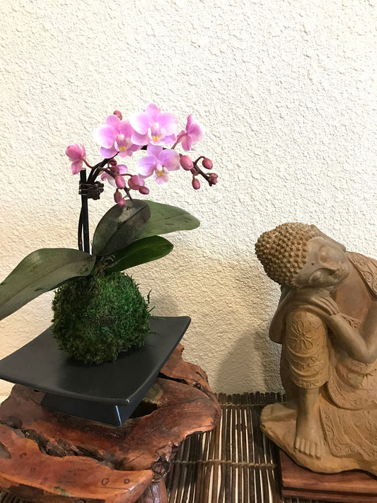 Kokedama - Moss ball with beautiful mini orchid(Pink). Great gift idea for Mother's day!