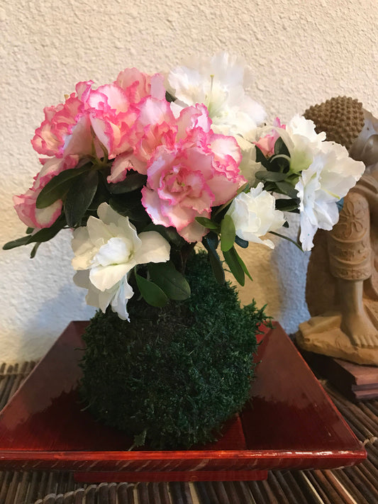 Kokedama - Moss ball with beautiful Azalea. Great gift idea for Mother's day!