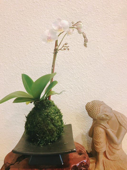 Kokedama - Moss ball with beautiful mini orchid(white). Great gift idea for Mother's day!