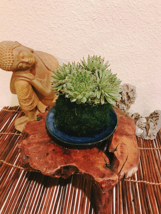 Kokedama - Moss ball with succulent