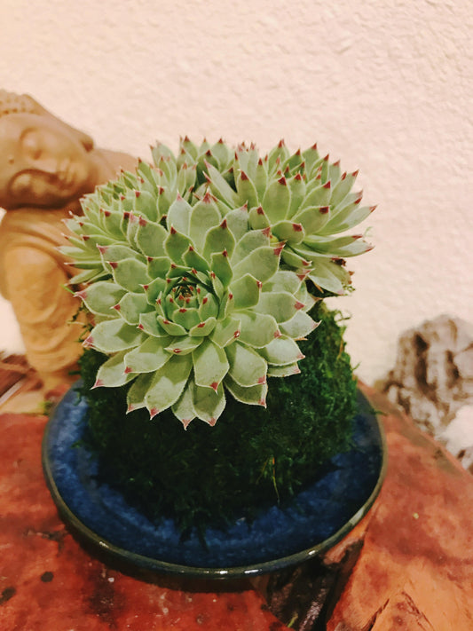 Kokedama - Moss ball with succulent