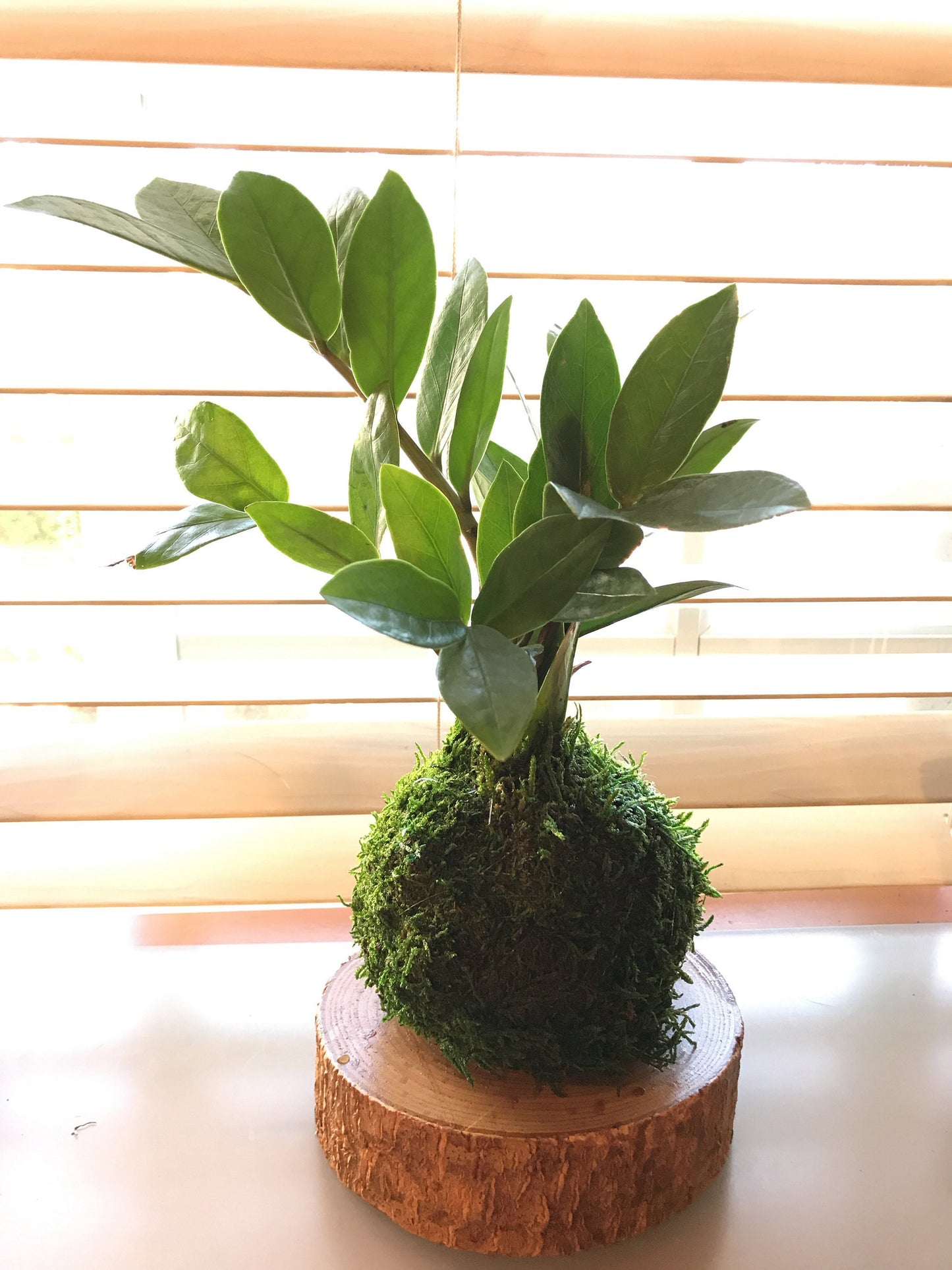Zee Zee plant Kokedama - Moss ball, easy care, last long, hardy plant with shiny leaf!