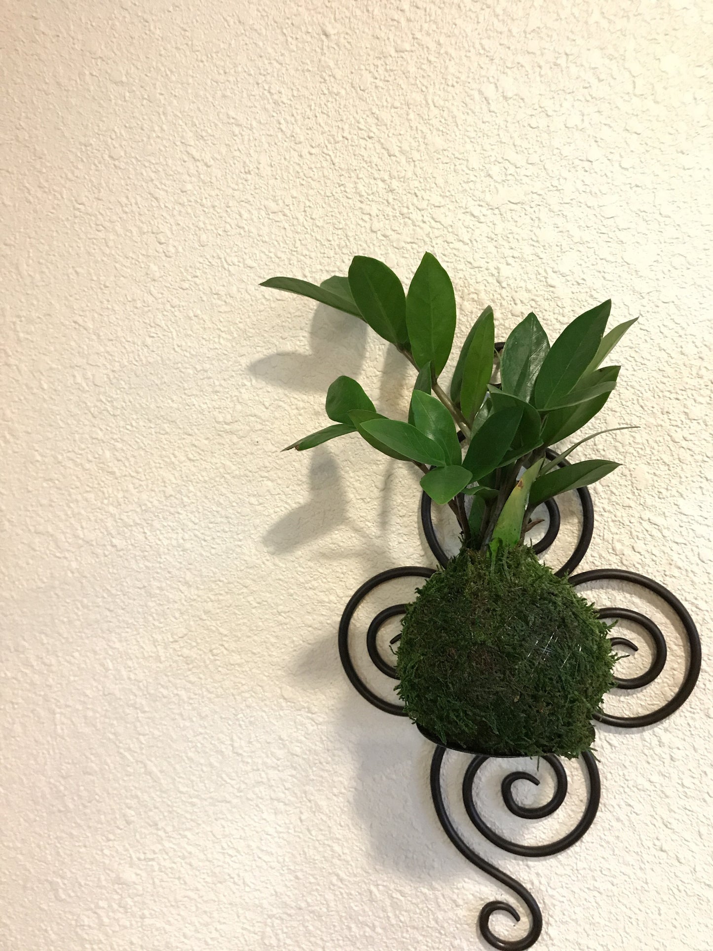 Zee Zee plant Kokedama - Moss ball, easy care, last long, hardy plant with shiny leaf!