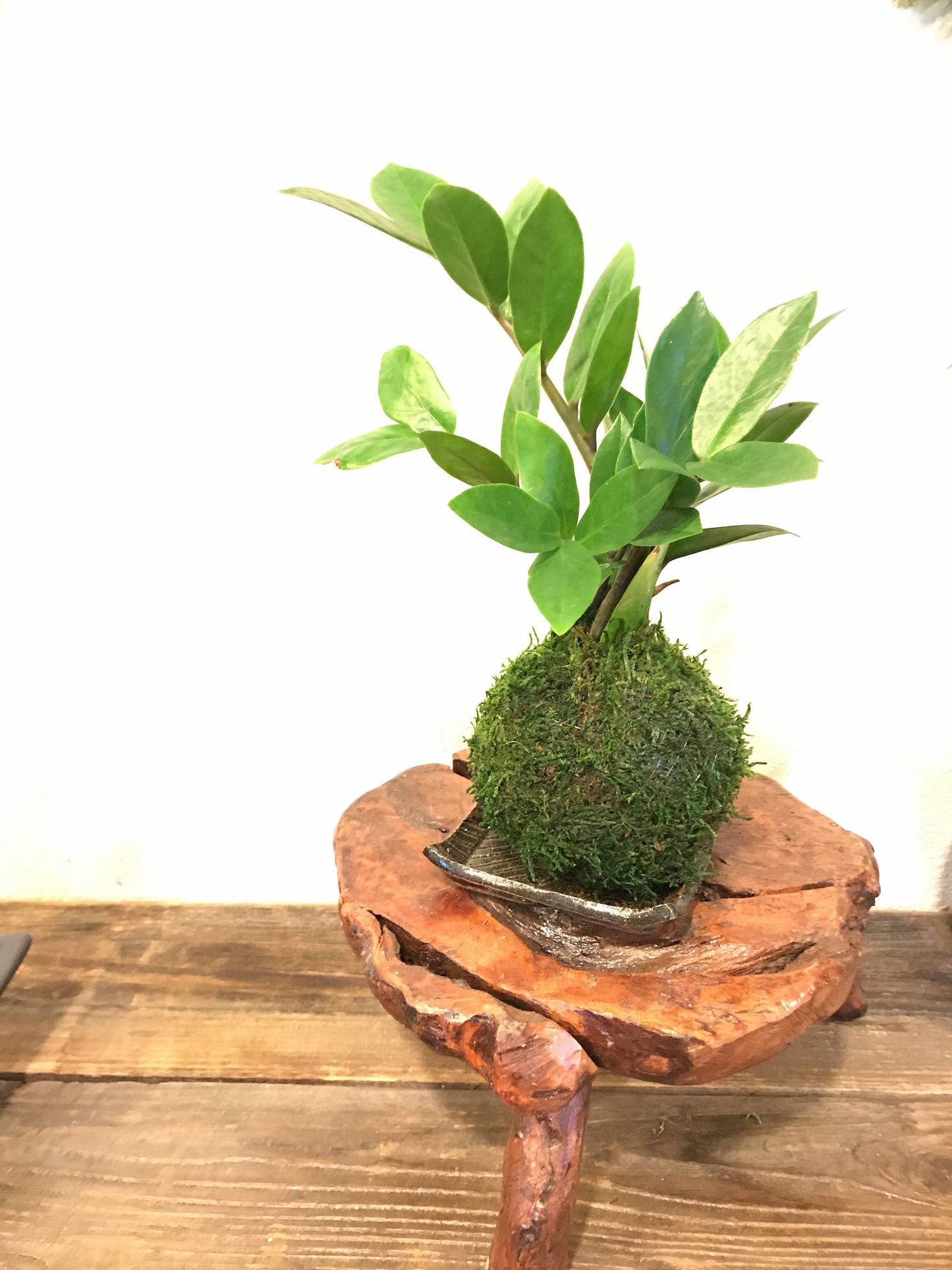 Zee Zee plant Kokedama - Moss ball, easy care, last long, hardy plant with shiny leaf!
