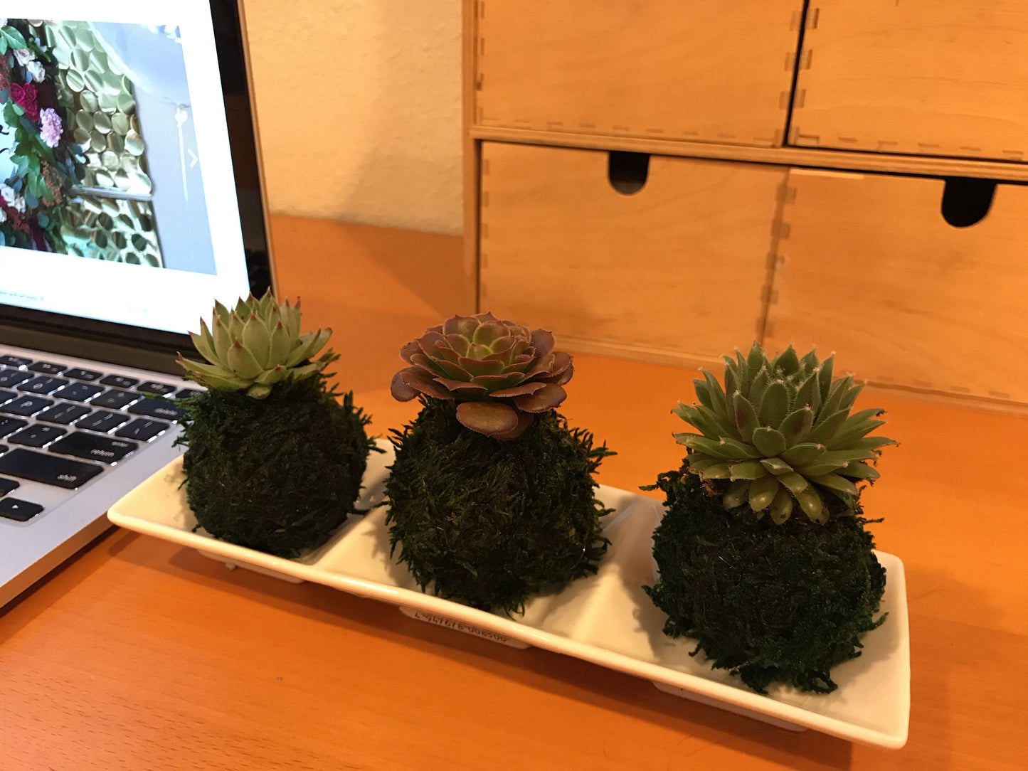 Mini succulents Kokedama - lowest price if you buy three! Available from one kokedama purchase.