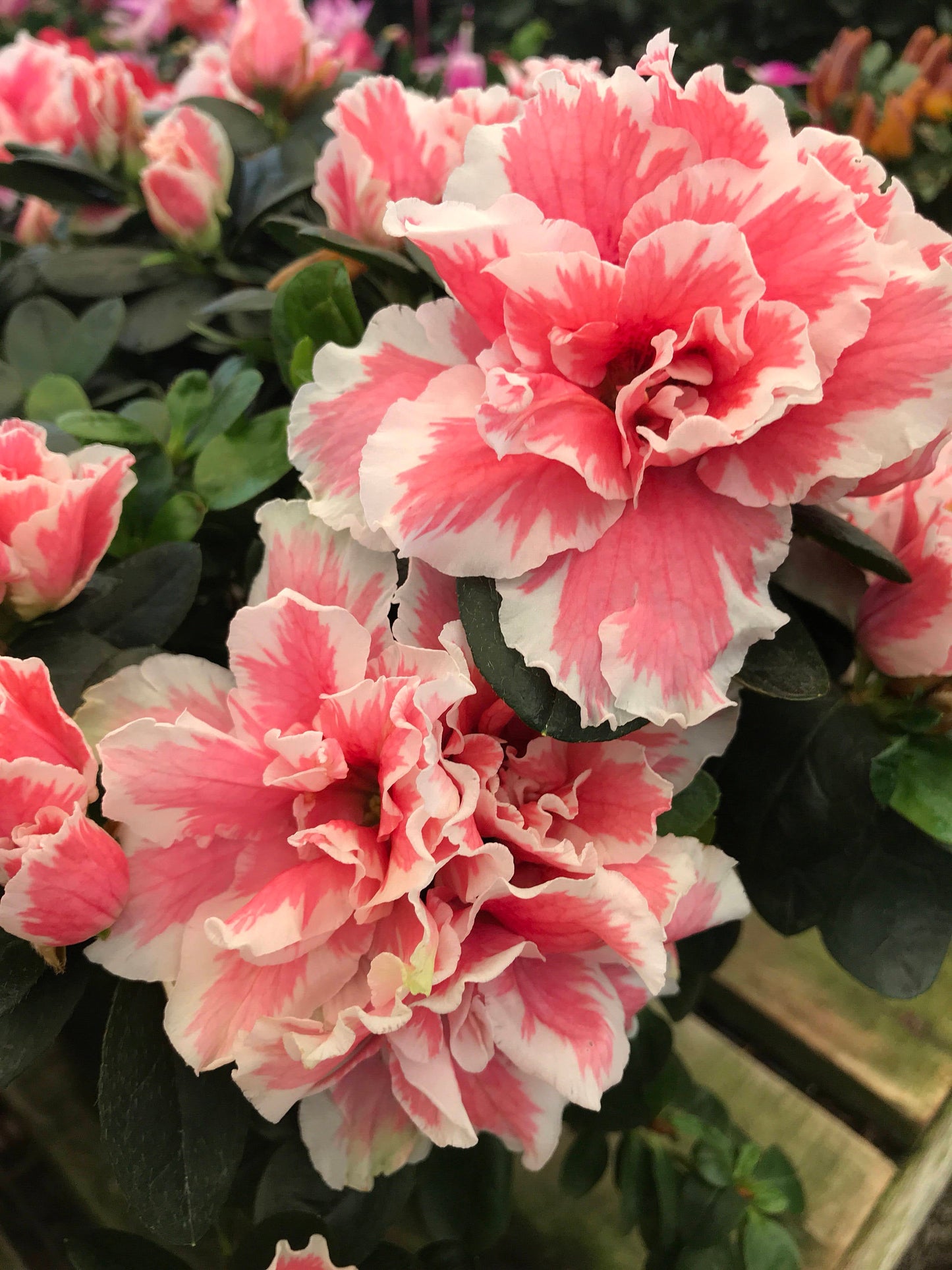 Kokedama - Moss ball with beautiful Azalea. Great gift idea for Mother's day!