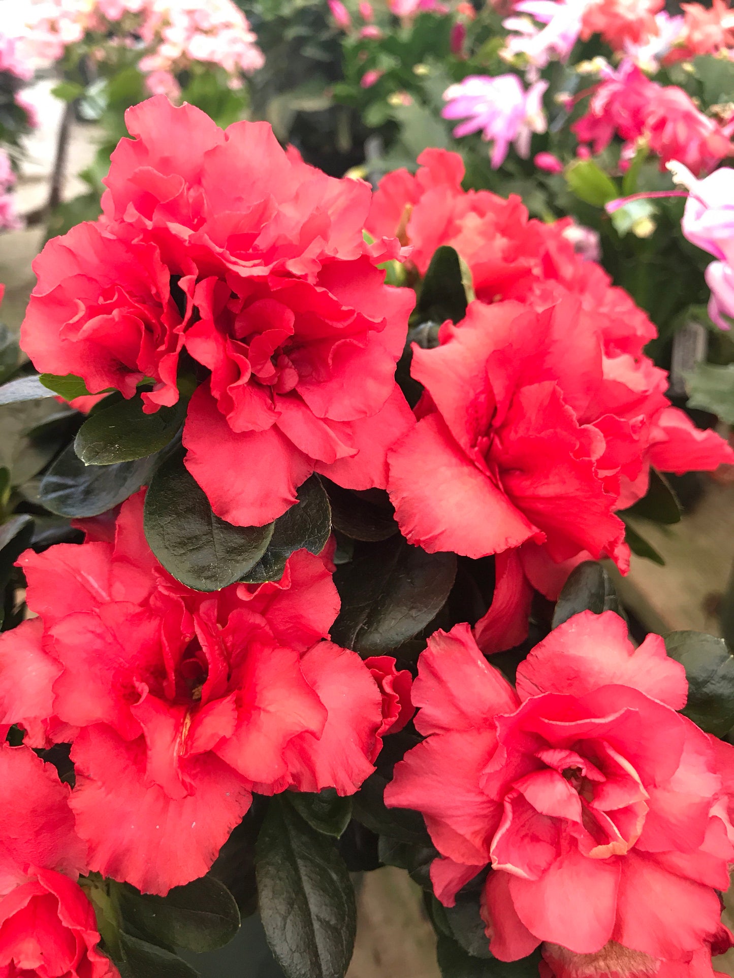 Kokedama - Moss ball with beautiful Azalea. Great gift idea for Mother's day!