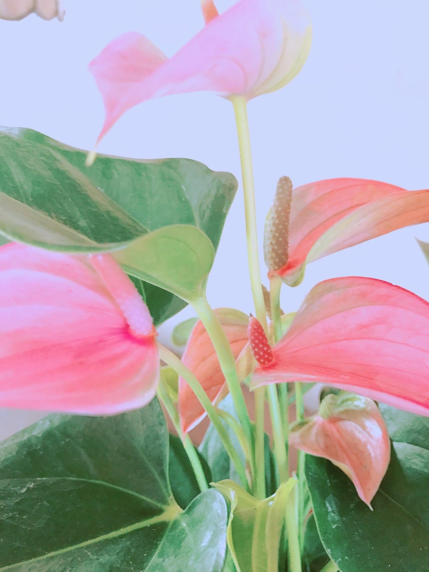Pink Anthrium Kokedama - Moss ball, Japanese ancient botanical technique.